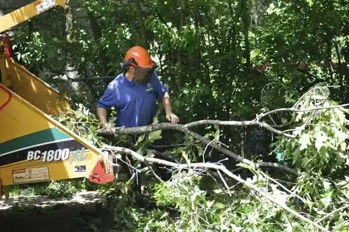 tree services Roxboro